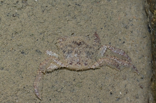 Varuna Crab