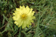 Pyrrhopappus carolinianus