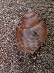 Gastropoda