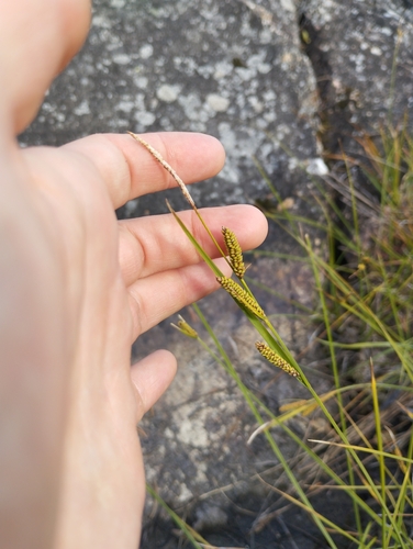 smooth black sedge