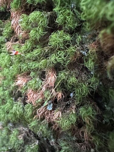 Orthodicranum fulvum observed 2026-08-18