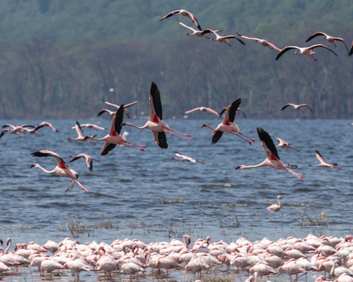 iNaturalist image