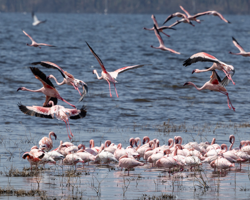 iNaturalist image