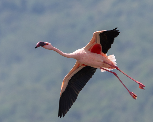 iNaturalist image