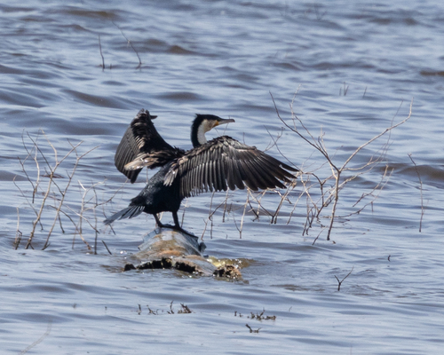 iNaturalist image