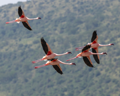 iNaturalist image