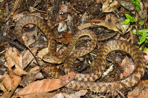 Brown Tree Snake sighting