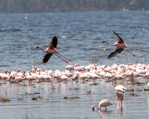 iNaturalist image