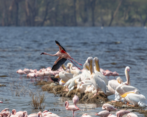 iNaturalist image