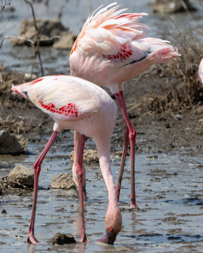 iNaturalist image