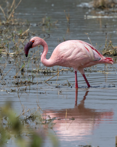 iNaturalist image