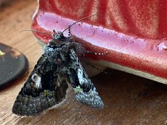 Behrensia conchiformis