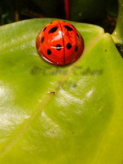 Coccinellidae