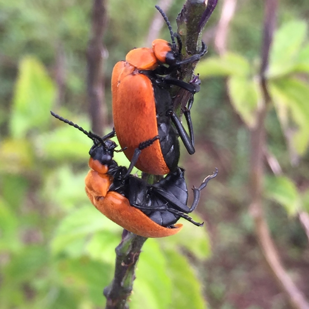 Tetraonyx frontalis