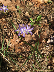 Scilla