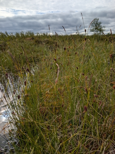 Carex rotundata, 2026-08-08