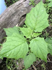 Chenopodiastrum simplex