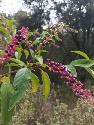 American pokeweed