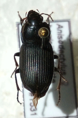 Anisodactylus harrisii