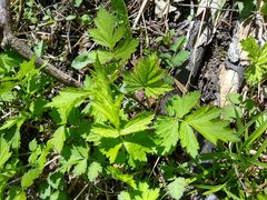 Geum laciniatum