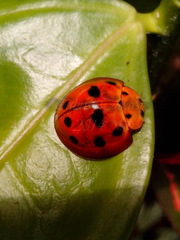Coccinellidae