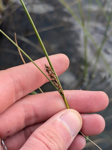 Carex lasiocarpa, photograph 4