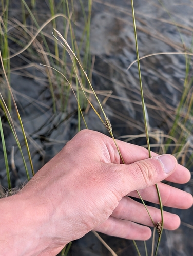 Carex lasiocarpa, photograph 5