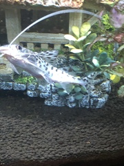 Pimelodus pictus