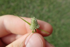 Cyperus sesquiflorus sesquiflorus