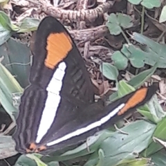 Adelpha falcipennis