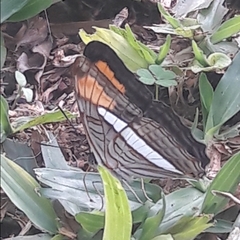 Adelpha falcipennis