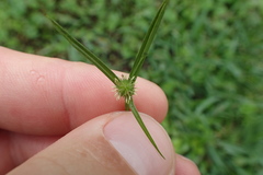 Cyperus hortensis