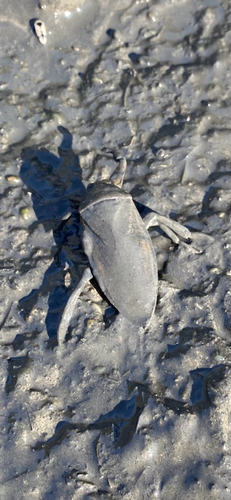 American Giant Water Bug