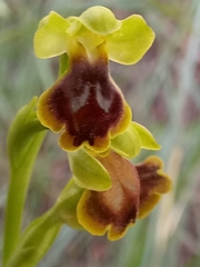 Image of Ophrys gauthieri