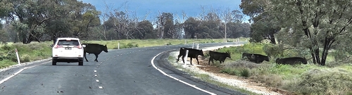 Domestic Cattle