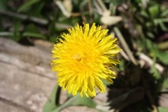 Taraxacum officinale