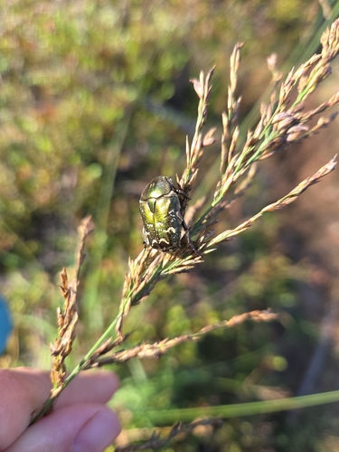 Copper Chafer
