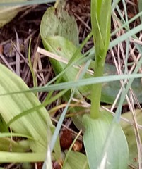 Ophrys gauthieri image