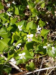 Viola alba