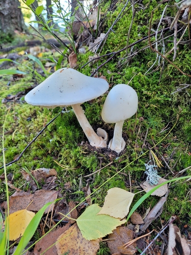 European Destroying Angel