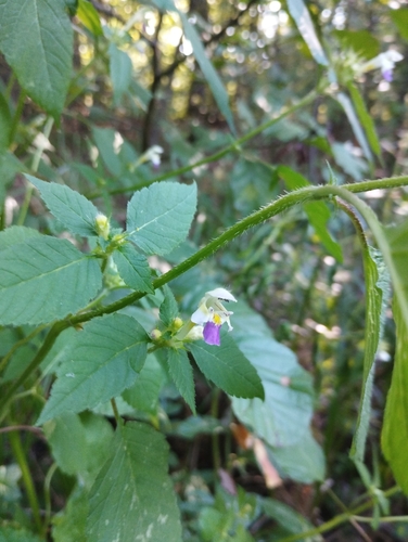 Large-flowered Hemp-nettle