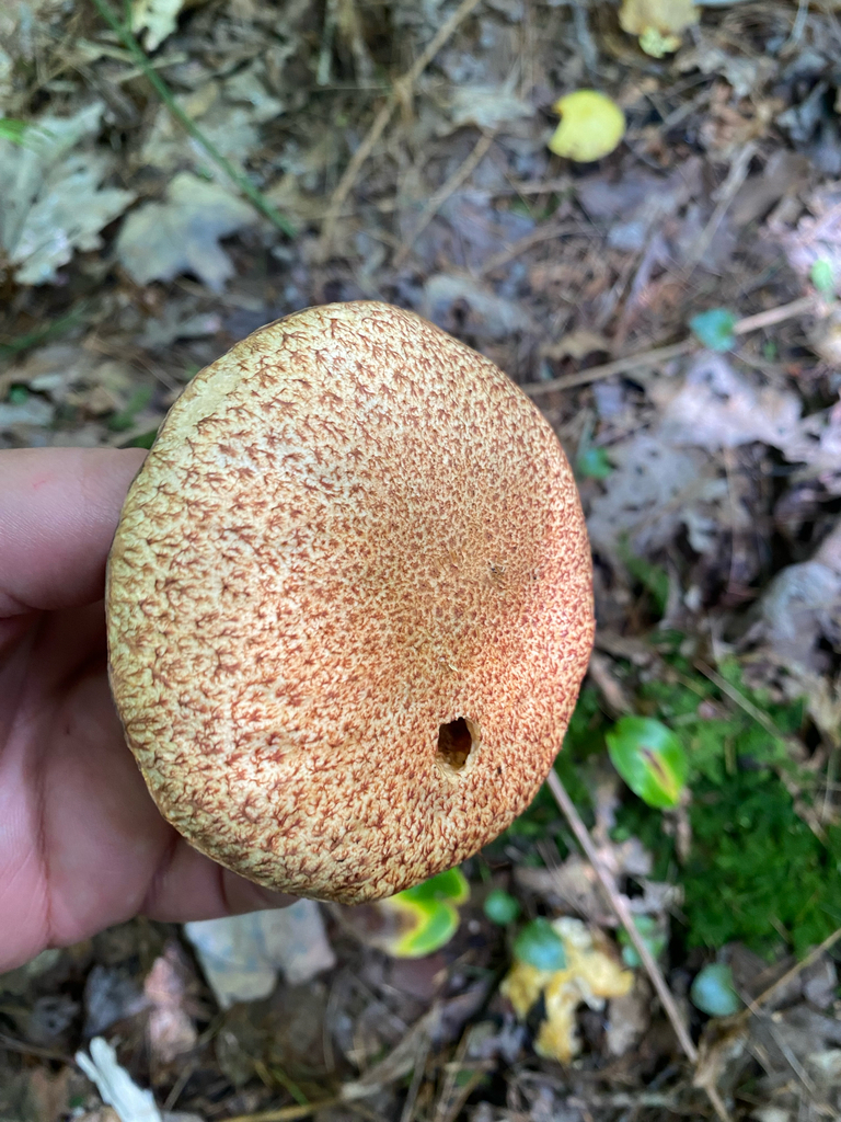 Painted Suillus · August 2026 · photo: Photo: no rights reserved · iNaturalist