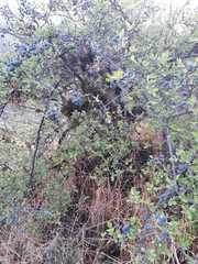 Forestiera phillyreoides