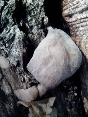 Fungi