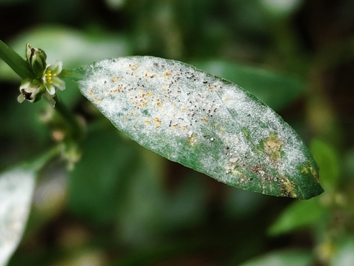 Erysiphe polygoni