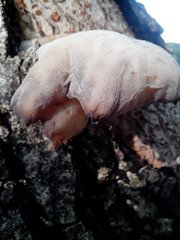 Fungi