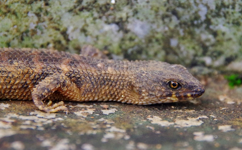 Bavay's Keeled Skink