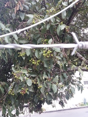 Ehretia latifolia