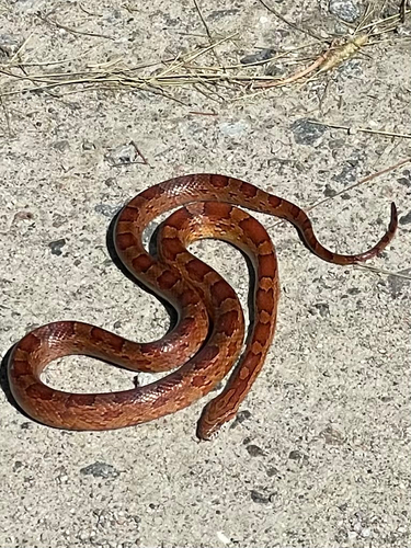 Red Cornsnake