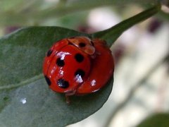 Coccinellidae